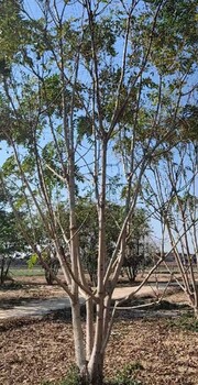 山東濟南千頭椿小苗千頭椿種植基地,千頭椿小苗
