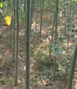 四川綿陽無絮楊窄冠毛白楊毛白楊種植基地,窄冠毛白楊