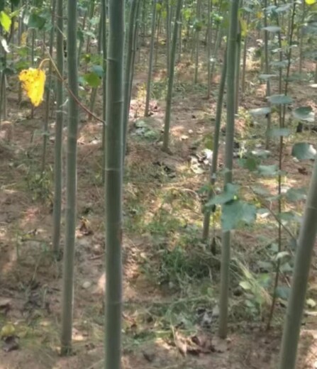 陜西漢中無(wú)絮楊窄冠毛白楊毛白楊樹苗基地,窄冠毛白楊