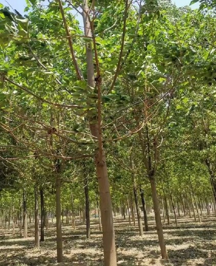 四川攀枝花泡桐梧桐树紫花泡桐种植基地,紫花泡桐树订购电话