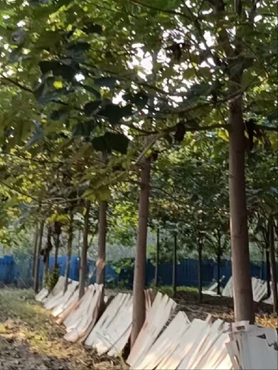 浙江衢州紫花泡桐泡桐小苗,泡桐小苗