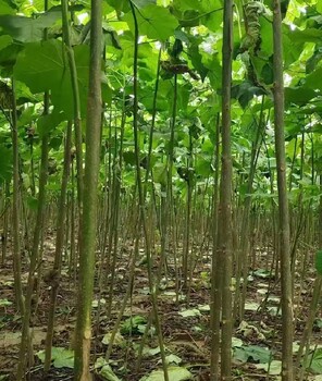 浙江寧波泡桐梧桐樹紫花泡桐種植基地,泡桐小苗