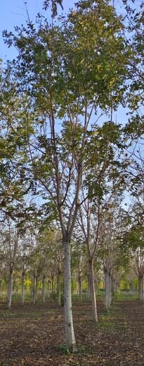 安徽亳州千頭椿小苗千頭椿種植基地,千頭椿小苗