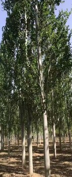 江蘇淮安15公分無絮毛白楊小苗,毛白楊