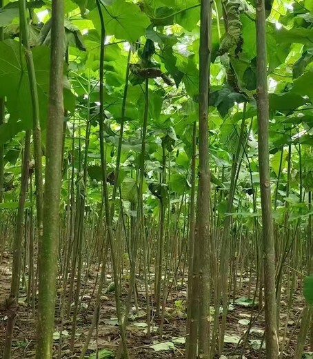 江苏南京泡桐梧桐树紫花泡桐种条,紫花泡桐树订购电话