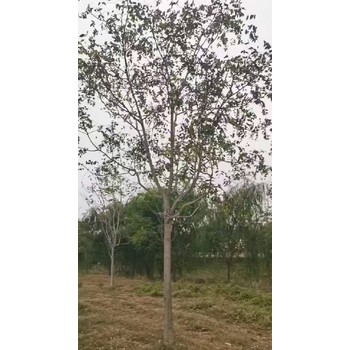 西藏山南紅葉椿臭椿千頭椿小苗