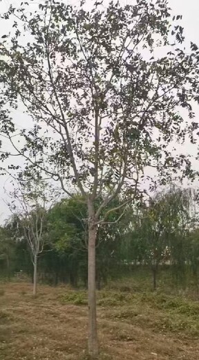 陜西榆林紅葉椿臭椿千頭椿種植基地