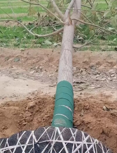 湖南湘西泡桐梧桐樹紫花泡桐種條,紫花泡桐樹訂購電話