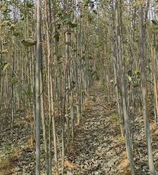 西藏昌都无絮杨毛白杨种植基地,窄冠毛白杨