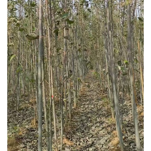 青海西宁无絮杨窄冠毛白杨毛白杨树苗基地,无絮杨