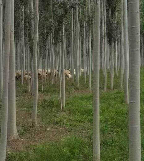 新疆伊犁无絮杨窄冠毛白杨毛白杨种植基地,毛白杨