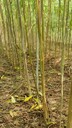 山東日照白皮臭椿小苗千頭椿種植基地,千頭椿小苗