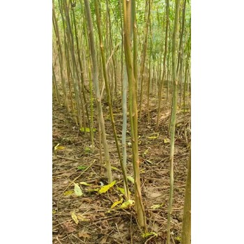 甘肃兰州白皮臭椿小苗千头椿种植基地,千头椿小苗