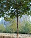 山東淄博泡桐梧桐樹紫花泡桐種植基地,三倍體泡桐供應(yīng)商