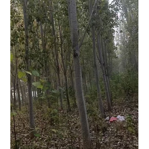 北京順義無絮楊窄冠毛白楊毛白楊樹苗基地,窄冠毛白楊