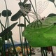 廠家圖