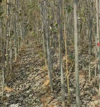 湖北武汉10公分无絮毛白杨种植基地,毛白杨