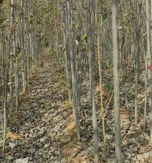北京通州15公分無(wú)絮毛白楊小苗,毛白楊
