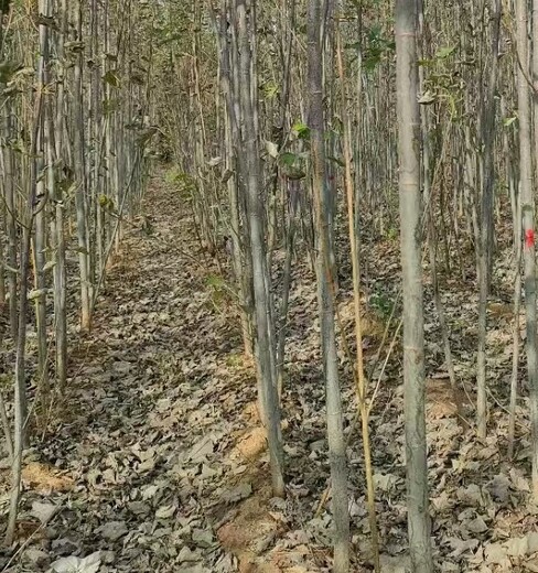 山西太原无絮杨窄冠毛白杨毛白杨树苗基地,窄冠毛白杨