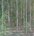 新疆和田10公分無(wú)絮毛白楊種植基地,毛白楊