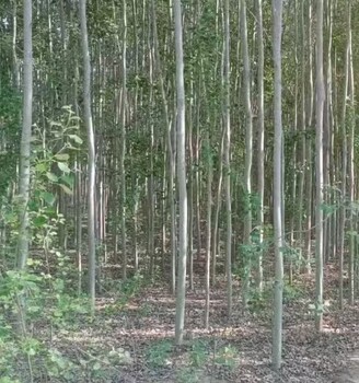 陜西咸陽無絮楊窄冠毛白楊毛白楊樹苗基地,無絮楊
