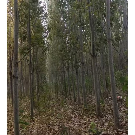 天津武清無絮楊毛白楊樹苗基地,窄冠毛白楊