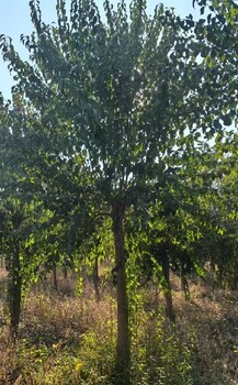 山東棗莊桃葉衛(wèi)矛華北衛(wèi)矛絲棉木種植基地,絲棉木