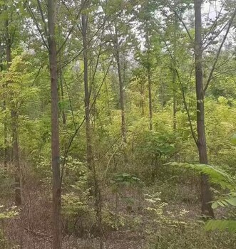 湖北武汉香花槐香花槐小苗香花槐基地