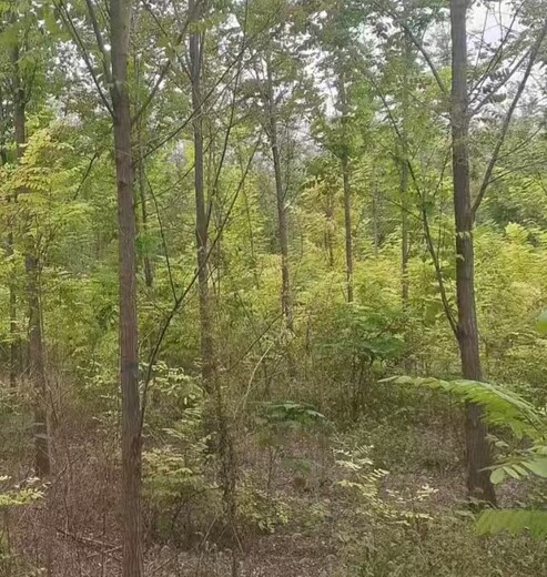 山东青岛刺槐香花槐种植基地香花槐基地