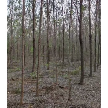 山东烟台刺槐香花槐小苗刺槐基地