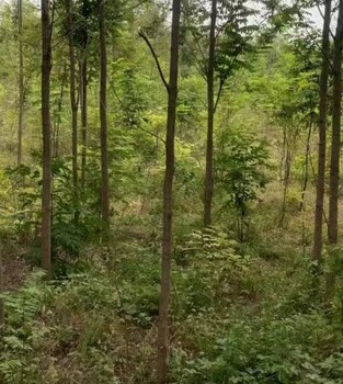 山东日照香花槐香花槐小苗香花槐基地