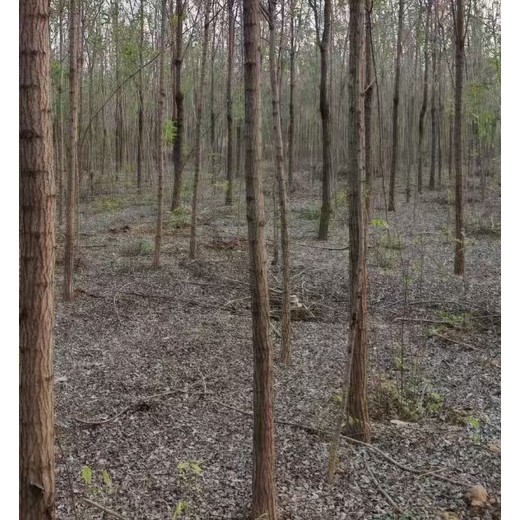 江西上饶刺槐香花槐小苗刺槐基地