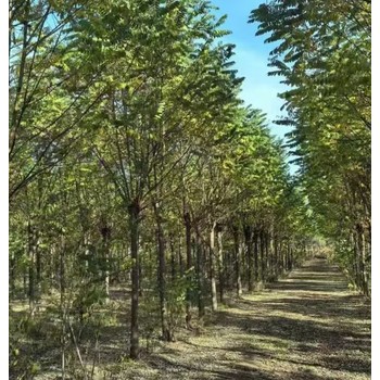 河北秦皇岛刺槐香花槐种植基地香花槐基地