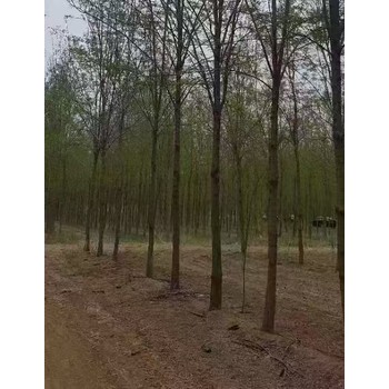 山東煙臺香花槐香花槐小苗刺槐基地