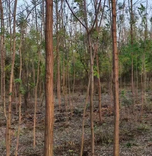 黑龙江哈尔滨香花槐香花槐小苗刺槐基地