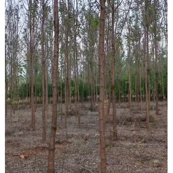 陜西漢中刺槐香花槐種植基地香花槐基地