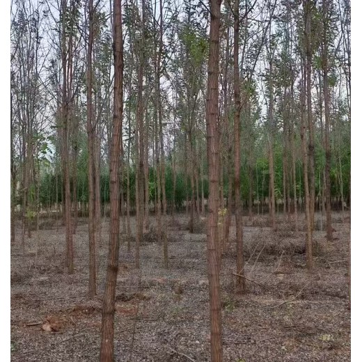 山东枣庄刺槐香花槐种植基地刺槐基地