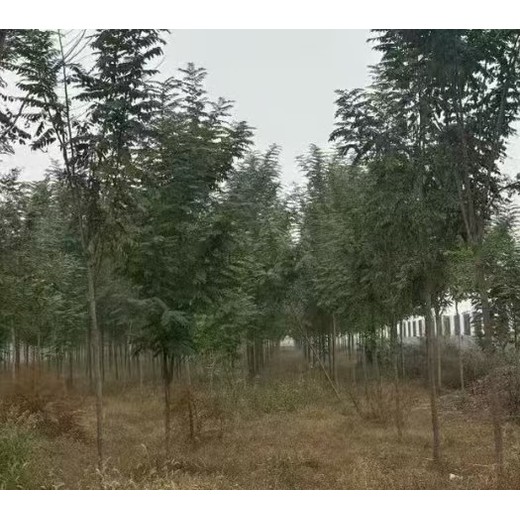 山东枣庄刺槐香花槐小苗刺槐基地