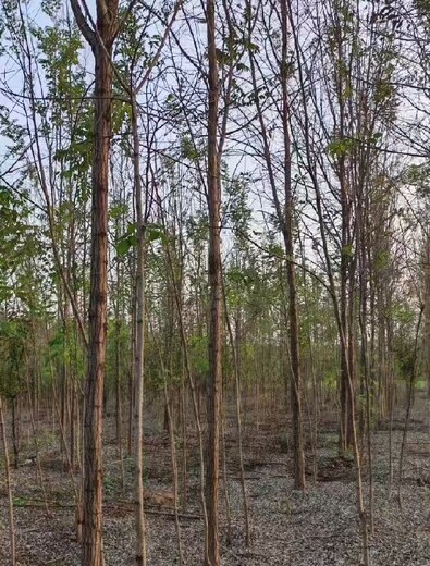 江蘇南京刺槐香花槐種植基地刺槐基地
