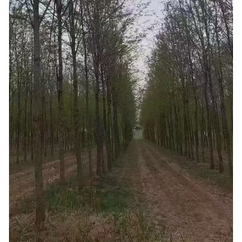天津武清刺槐香花槐種植基地香花槐基地