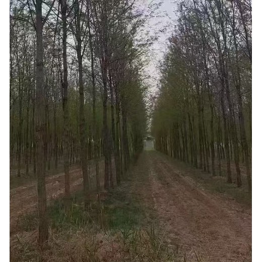 河北秦皇岛香花槐香花槐小苗香花槐基地