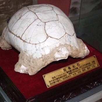 瀘州化石靠譜交易現金交易化石