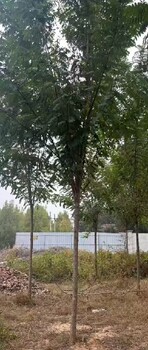 江蘇無錫香花槐香花槐種植基地香花槐基地