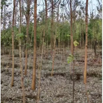 安徽马鞍山香花槐香花槐种植基地刺槐基地