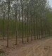 刺槐圖
