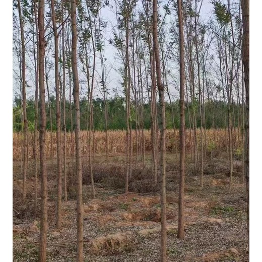 北京順義香花槐香花槐種植基地刺槐基地