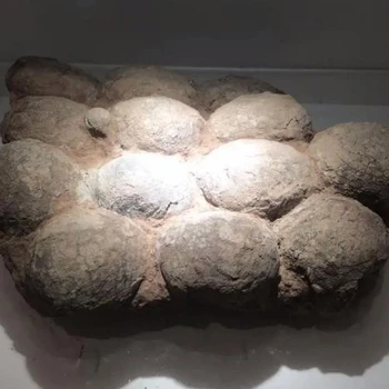 贛州化石怎么送拍現(xiàn)金收購化石