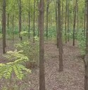 山東東營刺槐香花槐種植基地香花槐基地