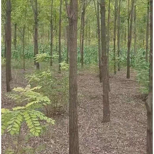 新疆烏魯木齊刺槐香花槐小苗刺槐基地