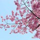 北海海棠樹圖